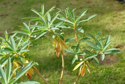 Euphorbia 'Sharmanii'